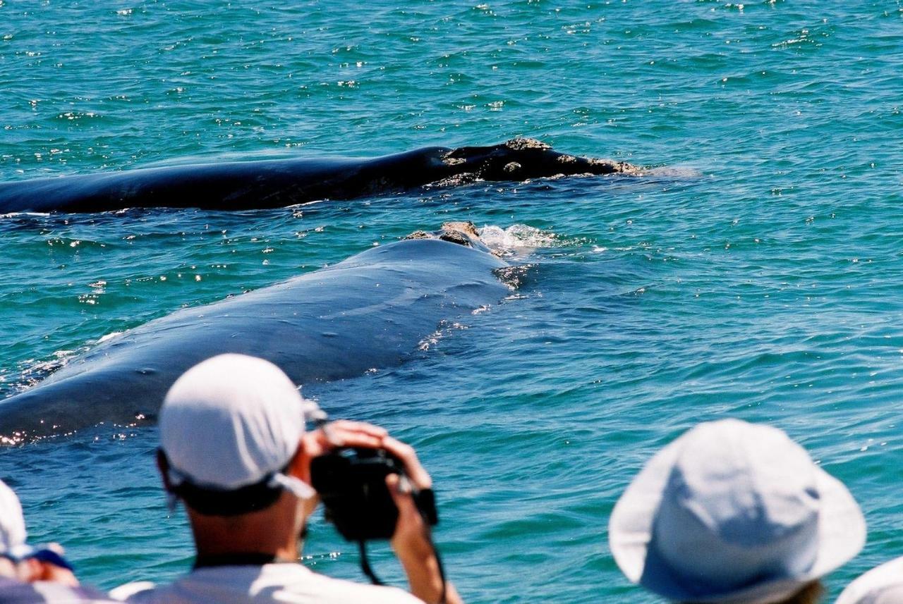 The Whale On Main B&B ヘルマナス エクステリア 写真
